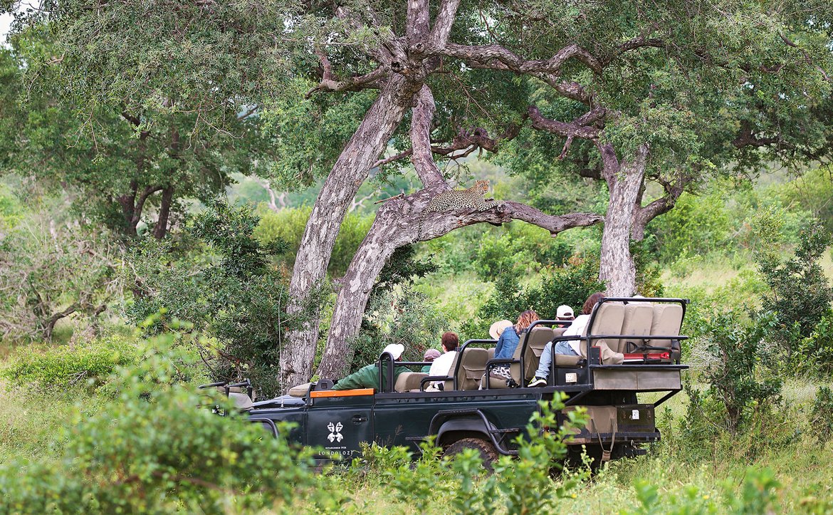 A game drive in a land rover through Londolozi bush